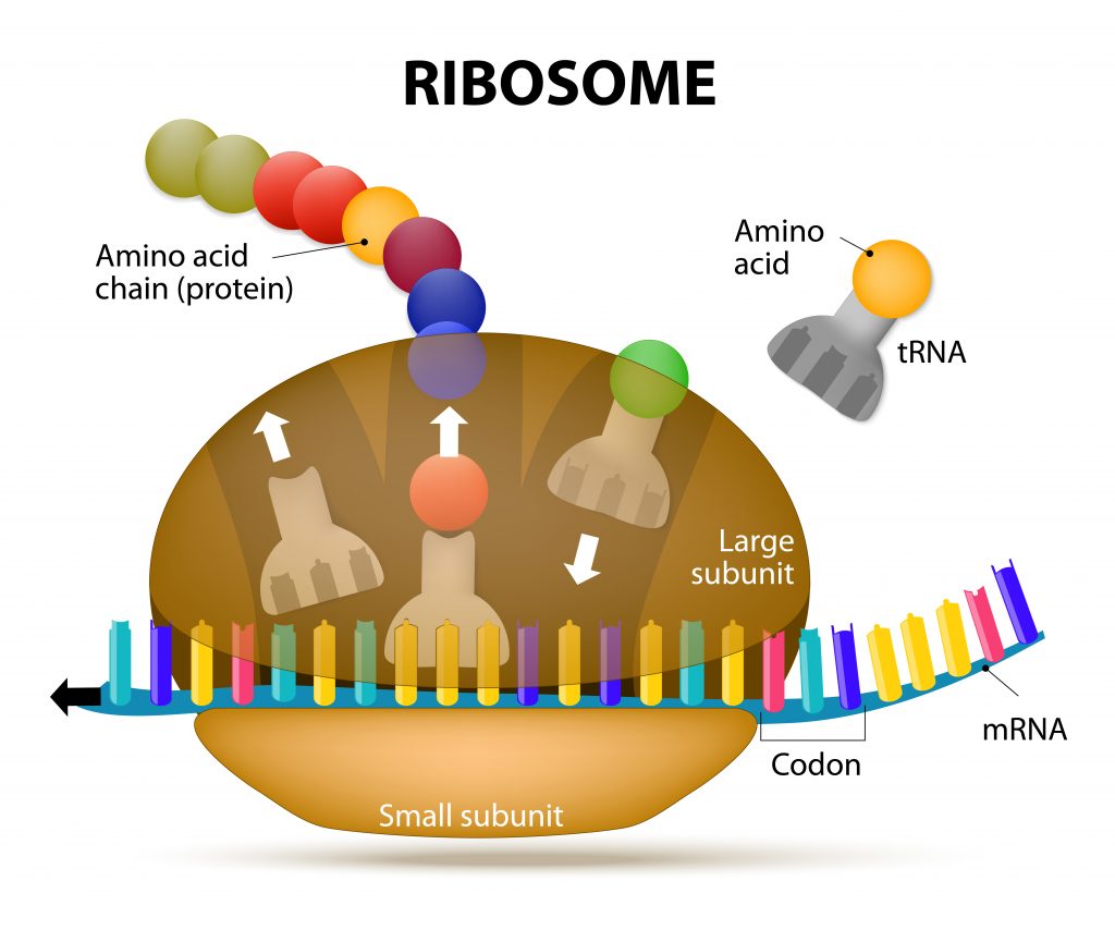 translarna-shows-potential-to-treat-cf-and-other-nonsense-mutation