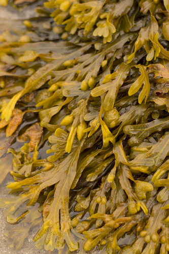 Seaweed CF drug