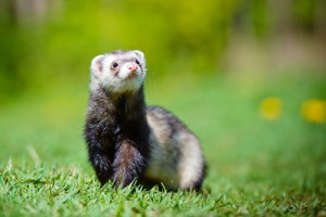 ferret genome and CF