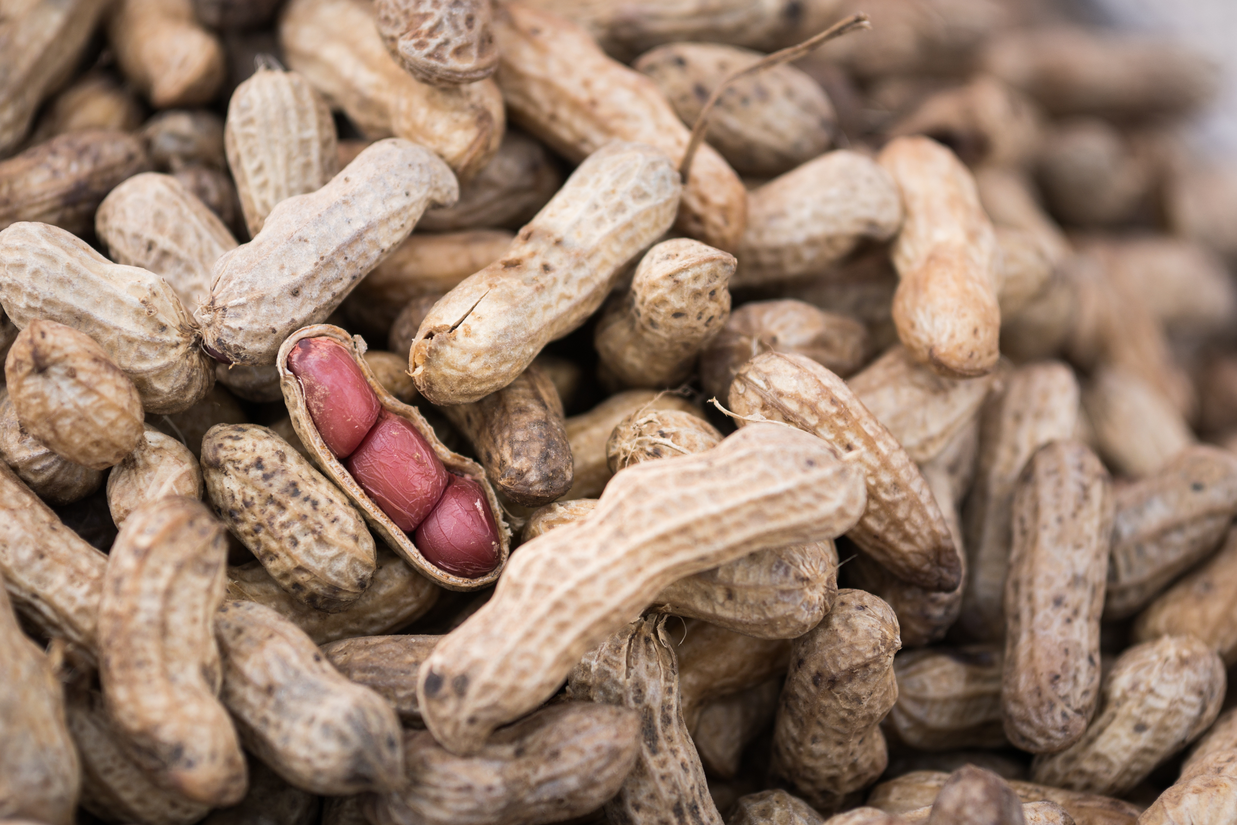nuts and mold toxins