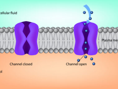 TMEM16A and CF