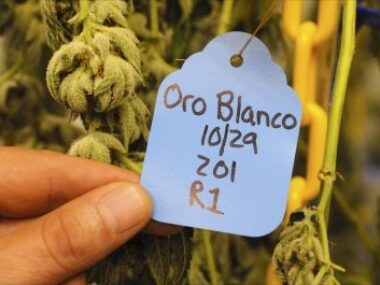 cannabis plant