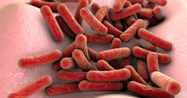 Kalydeco and gut bacteria