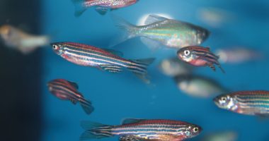 phage therapy treats antibiotic-resistant bacteria/Cystic Fibrosis News Today/zebrafish image