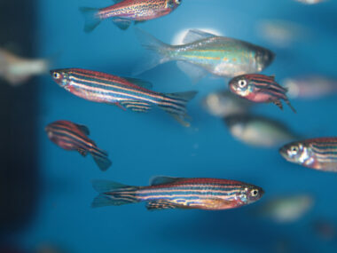 phage therapy treats antibiotic-resistant bacteria/Cystic Fibrosis News Today/zebrafish image