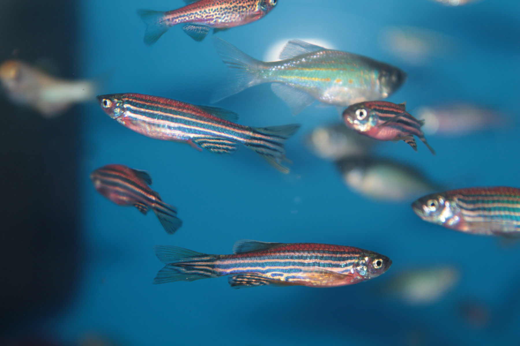 phage therapy treats antibiotic-resistant bacteria/Cystic Fibrosis News Today/zebrafish image