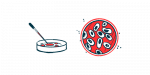 A dropper is poised over a petri dish alongside an aerial view of another petri dish filled with a sample.
