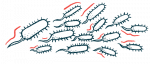 An illustration shows a cluster of bacteria.