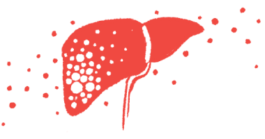 An illustration of a liver.