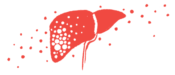 An illustration shows the human liver.