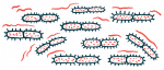Several pairs of bacteria are shown in this illustration.