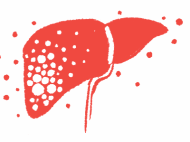 An illustration shows a profile view of the human liver.