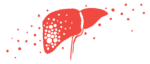 An illustration provides a close-up view of the human liver.