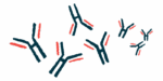 An illustration depicts a sample of antibodies.