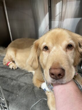 A close-up photo shows a dog, probably a golden retriever, resting in an animal hospital. The dog's head is resting on an arm, and he looks to have bandages and monitors on a few of his paws.