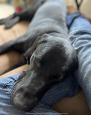A dog is shown lying on a couch with a person.